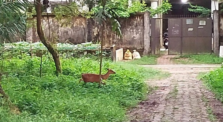 দীর্ঘদিন পর চট্টগ্রাম বিশ্ববিদ্যালয় ক্যাম্পাসে দেখা মিলল মায়া হরিণের